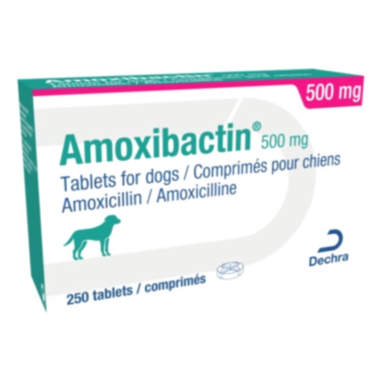 antibiotique infection intestinale